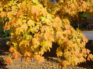 Florida or southern sugar maple, fall color